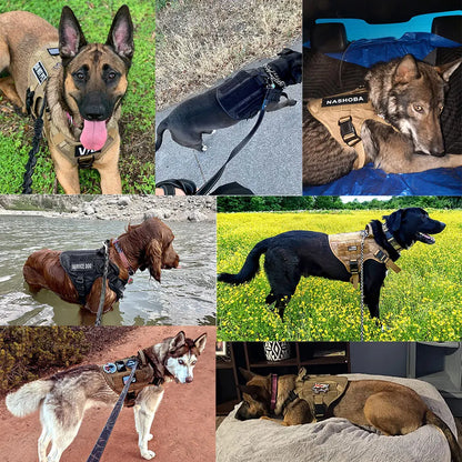 Multiple dogs wearing tactical dog harness vests in outdoor and indoor settings.